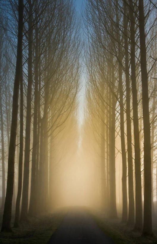 无人,竖图,室外,美景,森林,雾,日光,英国,景观,黎明,天气,树,天空,自然,景色,摄影,宁静,自然风光,透视图,剪影,白杨,彩图,沃里克郡,林荫大道