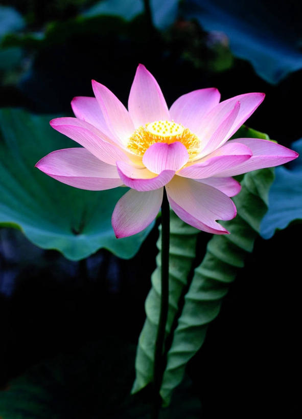 无人,竖图,室外,特写,白天,美景,莲花,叶子,广州,景观,茎,花,花瓣,粉色,自然,景色,摄影,生长,脆弱,雄蕊,清新,自然风光,广东省,彩图