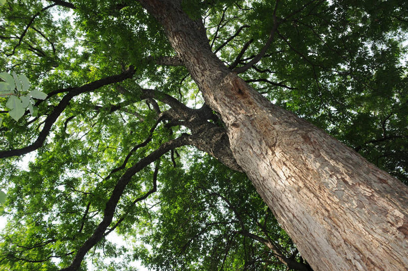 无人,横图,室外,白天,仰视,美国,枝,树,树干,自然,摄影,生长,北美,北美洲,德克萨斯州,美洲,德克萨斯,得州,德州,得克萨斯州,孤星之州,首府,北亚美利加洲,亚美利加洲,沃思堡,彩图,低角度拍摄,塔兰特县,美利坚合众国,山核桃树