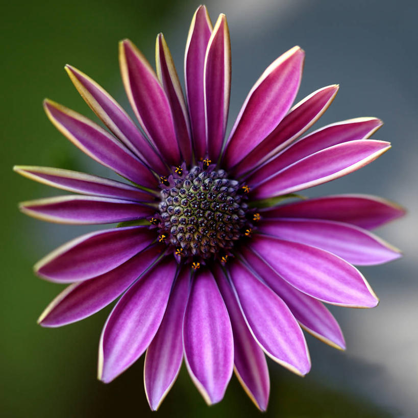 无人,横图,室外,特写,白天,德国,庭院,花,花瓣,花朵,紫色,自然,摄影,生长,脆弱,雄蕊,清新,法兰克福,彩图