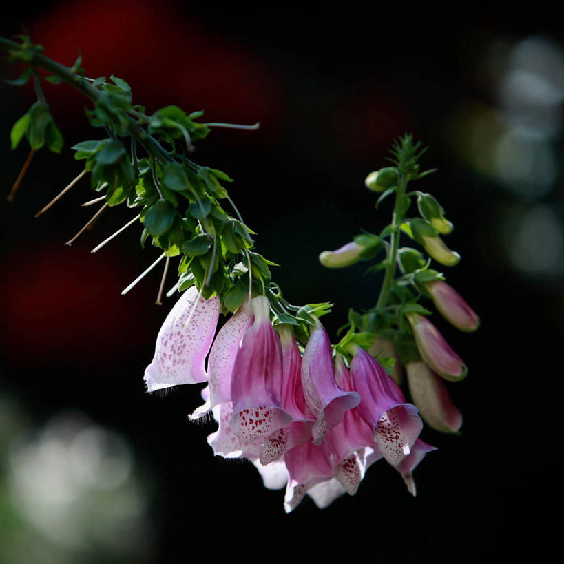 无人,方图,室外,特写,叶子,日光,德国,弯曲,茎,黎明,花蕾,花,粉色,自然,摄影,生长,脆弱,早晨,毛地黄,清新,法兰克福,黑森州,彩图