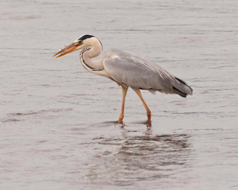 无人,站,横图,室外,白天,河流,鸟,野生动物,日本,反射,苍鹭,鸟类,拿着,鱼类,动物,摄影,喙,鹿儿岛县,彩图