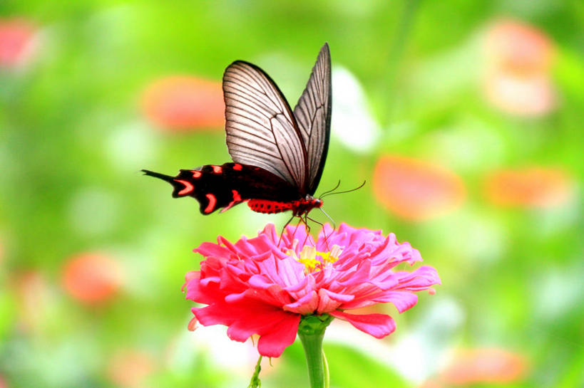 无人,横图,室外,特写,白天,美景,野生动物,蝴蝶,南京,昆虫,景观,花,花瓣,粉色,自然,景色,摄影,生长,脆弱,清新,自然风光,江苏省,彩图