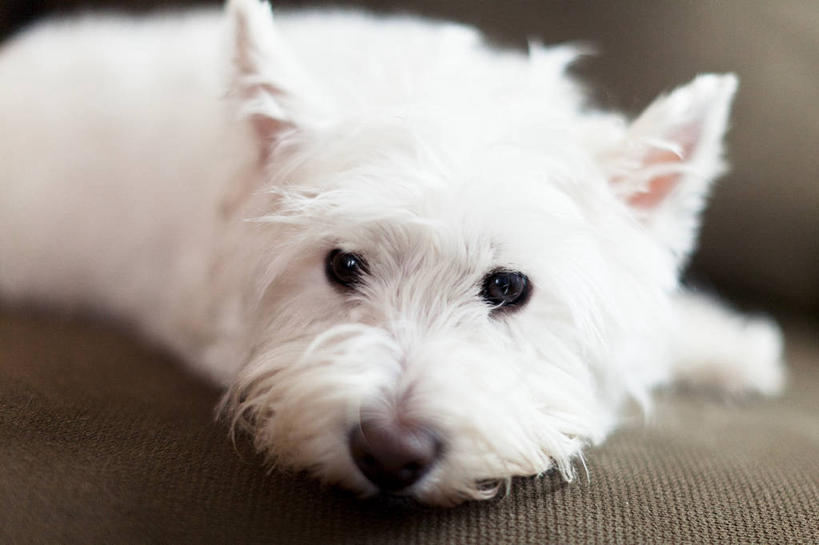 无人,横图,室内,特写,白天,沙发,宠物,狗,美国,梗犬,白色,动物,家畜,放松,可爱,摄影,部分,起居室,西高地白梗,忠诚,犬,彩图,西部高地白梗