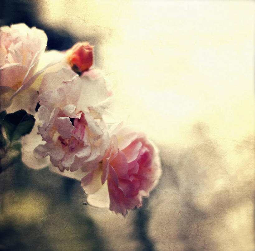 无人,横图,室外,特写,白天,德国,欧洲,粉色,摄影,脆弱,西欧,清新,德意志联邦共和国,北威州,北莱茵.威斯特法伦州,鲁尔,鲁尔工业区,鲁尔区,奥伯豪森,彩图