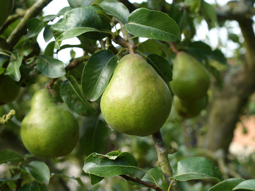 无人,横图,室外,特写,白天,梨,水果,英国,枝,饮食,树,自然,摄影,生长,清新,健康食物,彩图