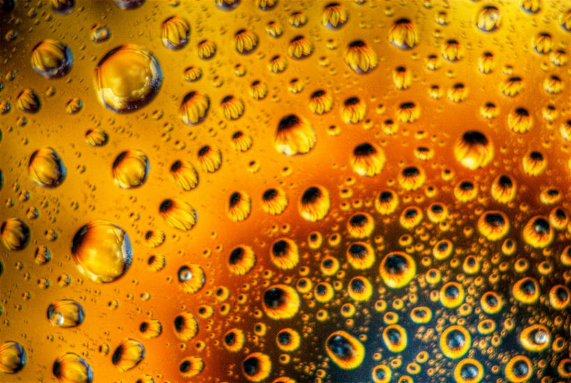 无人,横图,特写,水,向日葵,美国,反射,水滴,摄影,清新,堪萨斯,彩图