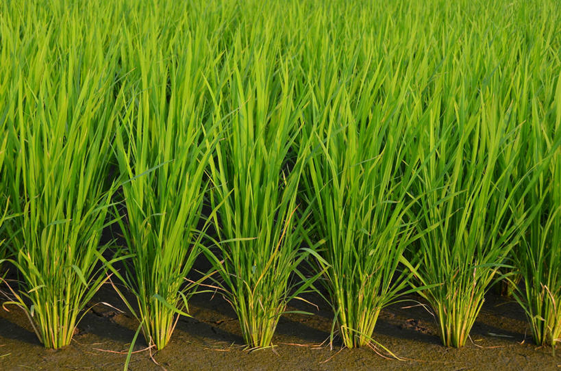 无人,横图,室外,白天,农业,农作物,日本,一排,整齐,稻田,田地,排列,绿色,自然,摄影,生长,脆弱,队列,清新,福冈,彩图