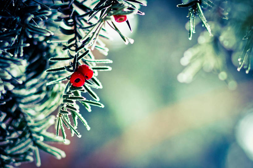 无人,横图,室外,特写,白天,水果,罗马尼亚,吊挂,悬挂,枝,首都,挂,霜,花,自然,寒冷,摄影,生长,宁静,紫杉,布加勒斯特,彩图