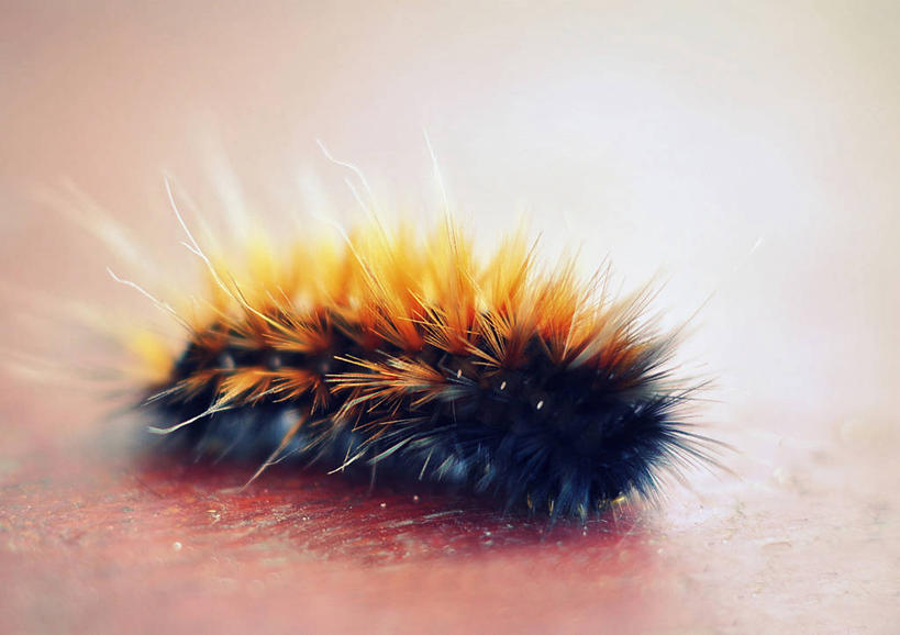 无人,躺,横图,室内,特写,白天,野生动物,加拿大,昆虫,摄影,魁北克,毛虫,彩图