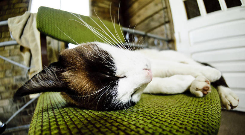 无人,躺,横图,室外,特写,白天,宠物,猫,椅子,绿色,白色,家畜,放松,摄影,立陶宛共和国,彩图,小睡