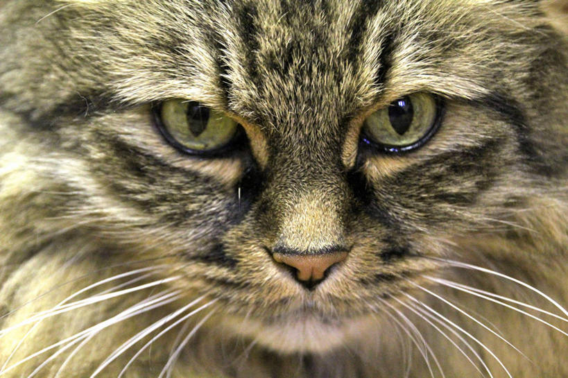 无人,横图,特写,宠物,猫,美国,家畜,摄影,部分,肖像,彩图