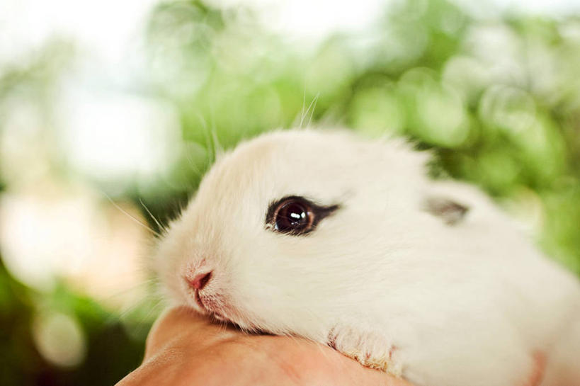 手,无人,横图,室外,特写,白天,哺乳动物,宠物,意大利,兔子,拿着,动物,家畜,摄影,部分,兔,家兔,彩图