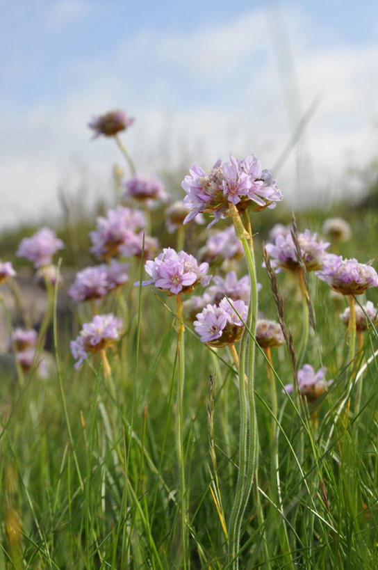 无人,竖图,室外,白天,爱尔兰,草,花,紫色,自然,摄影,生长,脆弱,清新,矢车菊,彩图