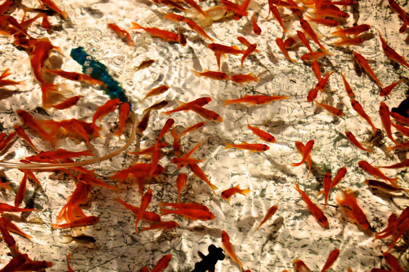 游泳,无人,横图,室外,白天,日本,一群,许多,庆祝,金鱼,鱼群,很多,鱼类,摄影,京都府,京都市,彩图,传统节日