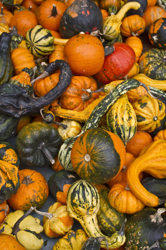 无人,竖图,室外,白天,南瓜,美国,许多,葫芦,食品,很多,摄影,多样,堆,清新,健康食物,彩图,全画面,全框架,全帧,全画幅