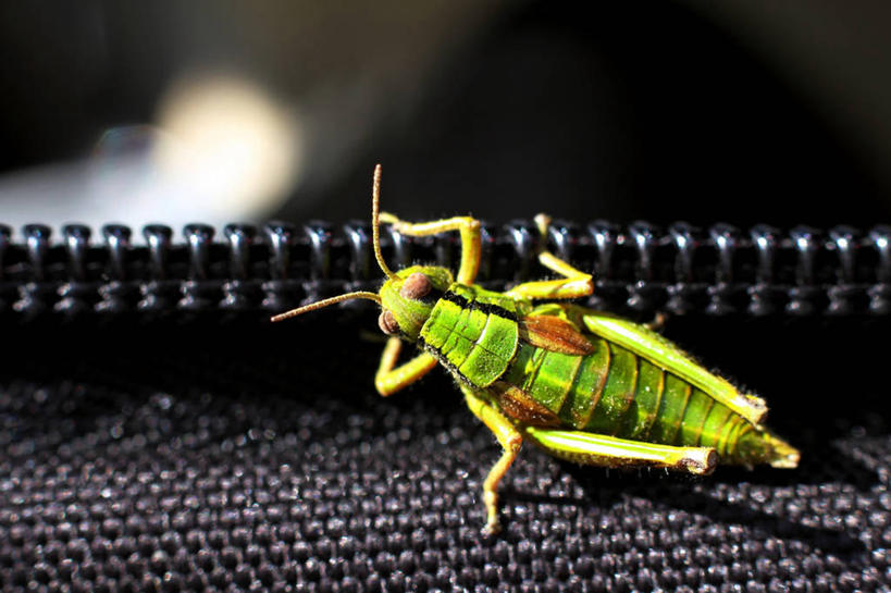 无人,攀登,横图,全景,俯视,室外,特写,美景,野生动物,奥地利,蚱蜢,景观,绿色,自然,景色,摄影,拉链,上升,自然风光,彩图,高角度拍摄