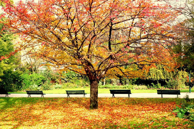 无人,公园,横图,室外,白天,椅子,日光,法国,巴黎,长椅,首都,草,树,自然,摄影,宁静,改变,秋天,彩图