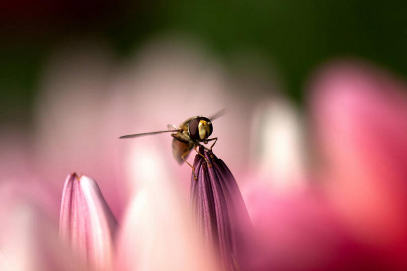 无人,坐,横图,室外,特写,白天,野生动物,英国,美国,昆虫,非洲雏菊,花,花瓣,自然,动物,摄影,北美,北美洲,加利福尼亚,美洲,加州,加利福尼亚州,金州,黄金州,北亚美利加洲,亚美利加洲,食蚜蝇,阿拉米达县,彩图,美利坚合众国,海沃,海沃德