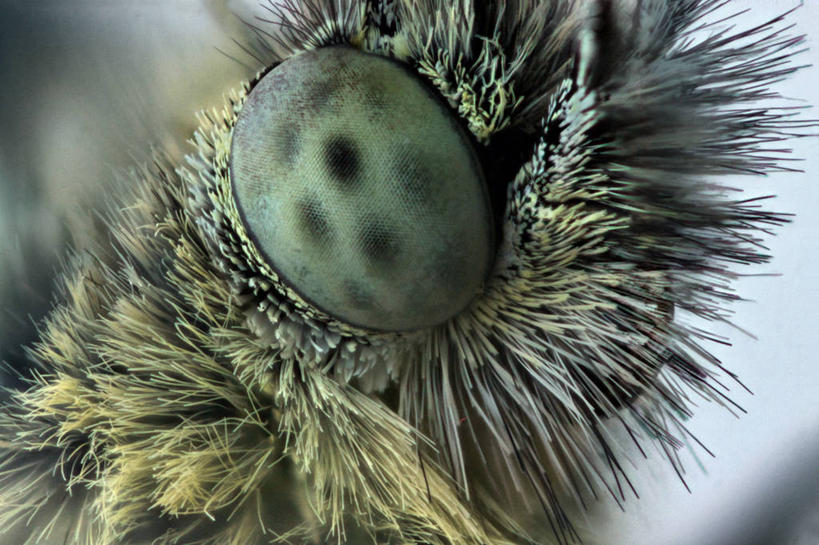 无人,横图,室外,特写,白天,野生动物,蝴蝶,英国,昆虫,绿色,动物,摄影,视力,彩图