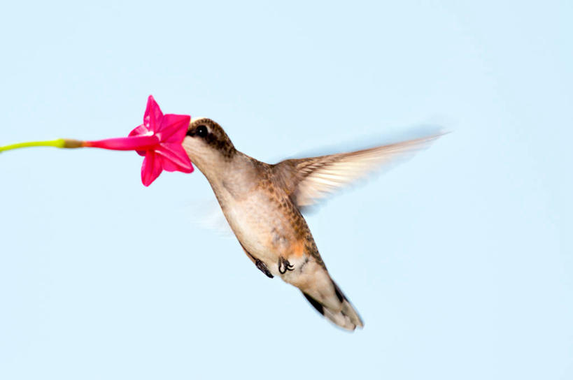 无人,横图,室外,白天,运动模糊,蜂鸟,野生动物,美国,蓝色背景,盛开,鸟类,半空,花蕾,飞,花,花瓣,花朵,鲜花,一朵,自然,花苞,花蕊,吸,摄影,授粉,万里无云,阿拉巴马州,彩图