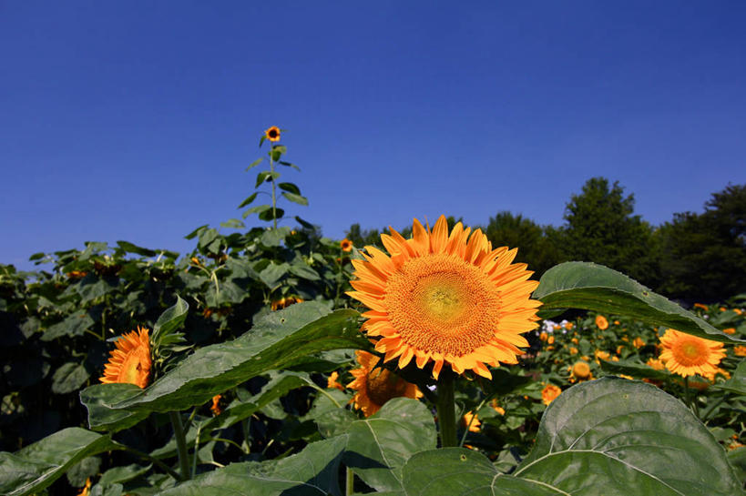 无人,横图,室外,白天,旅游,度假,快乐,幸福,农业,美景,向日葵,东京,日本,景观,玛格丽特,首都,娱乐,雏菊,花,自然,夏天,享受,休闲,菊花,景色,放松,活力,摄影,生长,希望,脆弱,坚强,清新,自然风光,和平,离别,万里无云,延命菊,幸福花,春菊,马兰头花,暗恋,纯情,单恋,天真,彩图,愉快