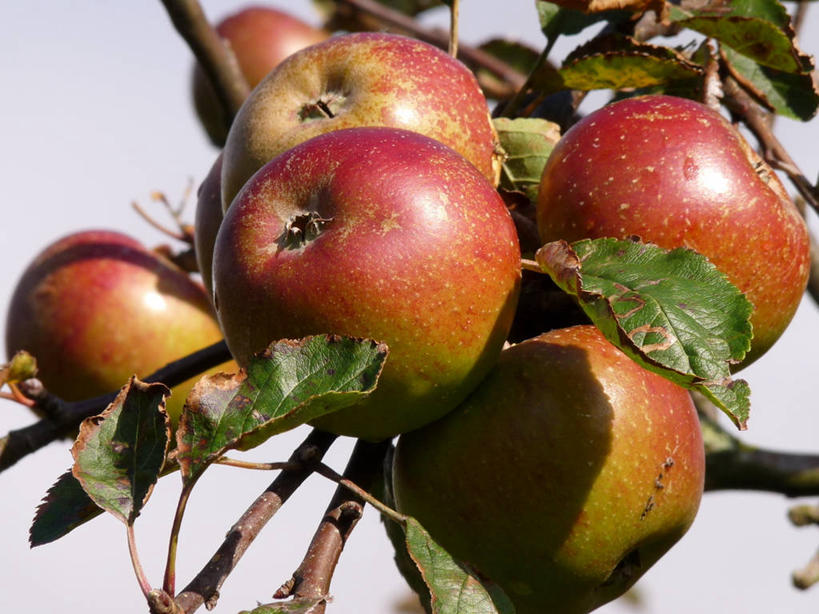 无人,横图,室外,特写,白天,农业,苹果,水果,叶子,英国,枝,饮食,树,红色,摄影,清新,苹果树,健康食物,彩图