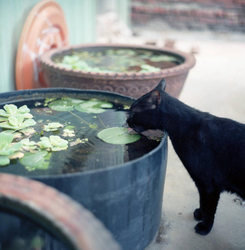 无人,竖图,室外,白天,水,猫,叶子,台湾,喝,干燥,桶,黑色,家畜,摄影,桃园县,口渴,彩图