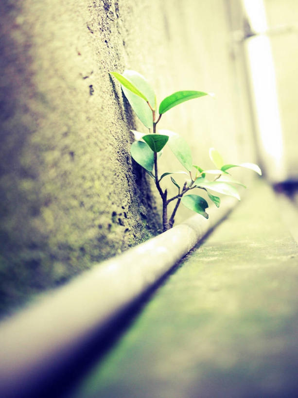 无人,竖图,室外,白天,建材,城市,叶子,金属制品,金属,管子,墙,管道,绿色,钢管,摄影,生长,广西,生存,建筑材料,南宁,彩图,输油管道