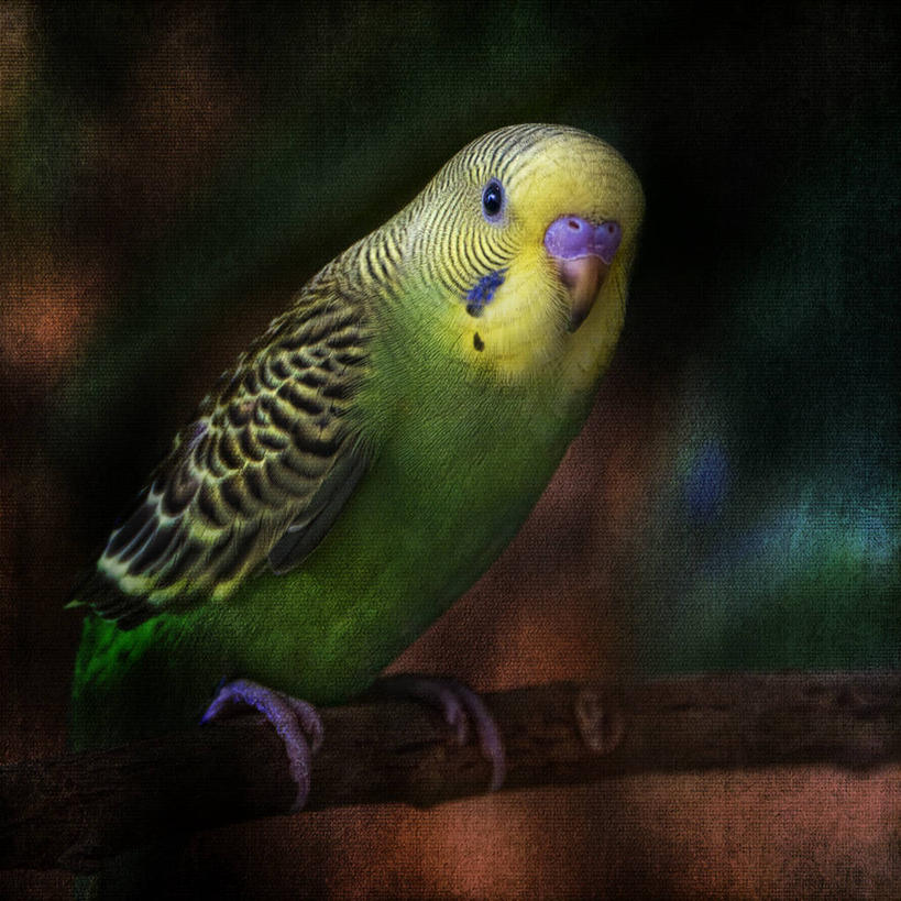 无人,方图,室外,特写,白天,野生动物,西班牙,欧洲,鸟类,枝,摄影,栖息,南欧,首府,西班牙王国,瓦伦西亚,巴伦西亚,瓦伦西亚自治区,虎皮鹦鹉,卡斯特利翁省,彩图,卡斯特利翁.德拉普拉纳