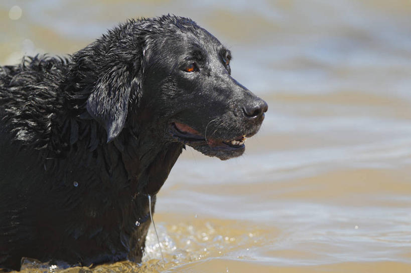 无人,横图,室外,白天,湖,宠物,狗,美国,湿,动物,夏天,家畜,摄影,亚利桑那,北美,北美洲,美洲,拉布拉多犬,亚利桑那州,内华达州,大峡谷之州,北亚美利加洲,亚美利加洲,内华达,北美艾灌木丛州,产银之州,银山州,银之州,米德湖,彩图,美利坚合众国
