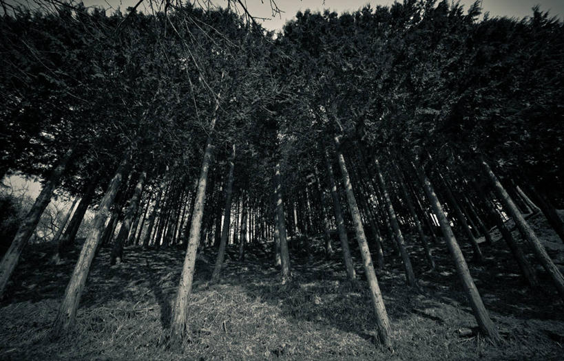 无人,横图,室外,白天,仰视,日本,树,自然,摄影,生长,宁静,石川县,福岛县,彩图,低角度拍摄