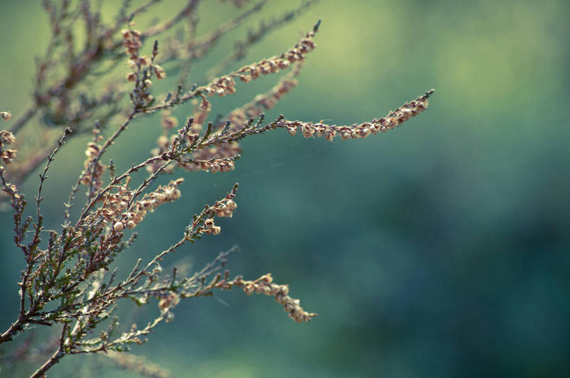 无人,横图,室外,特写,白天,瑞典,枝,花,自然,摄影,生长,脆弱,清新,干的,彩图
