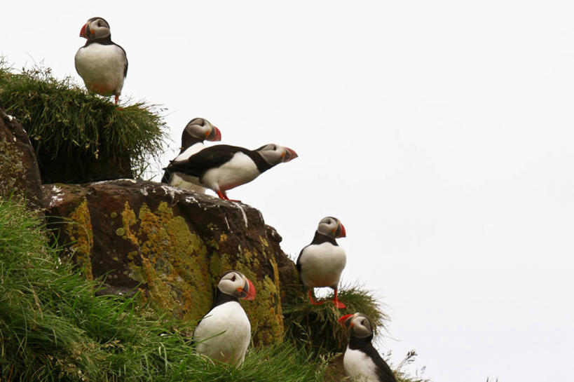 无人,横图,室外,白天,野生动物,草,摄影,角嘴海雀,万里无云,岩石,彩图