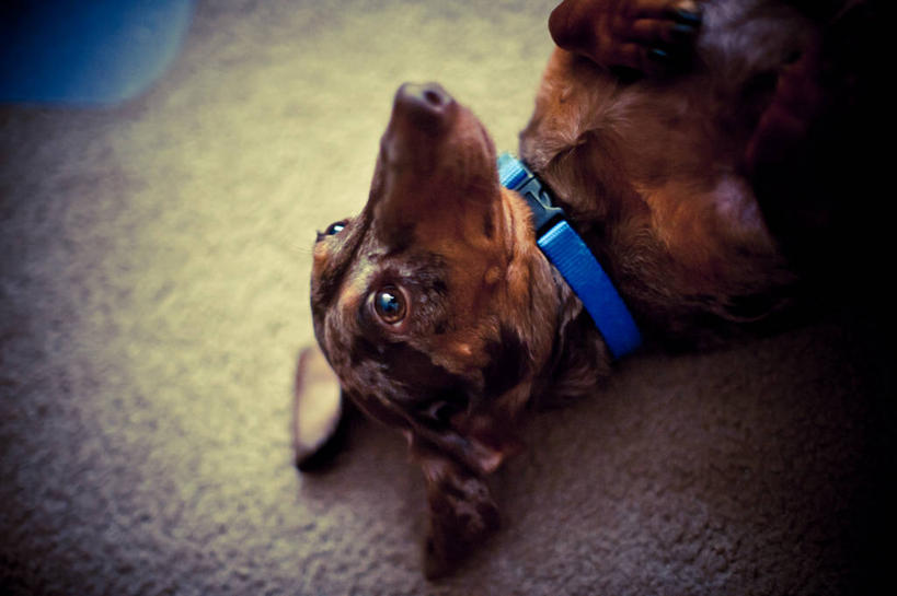 横图,美国,摄影,伊利诺斯州