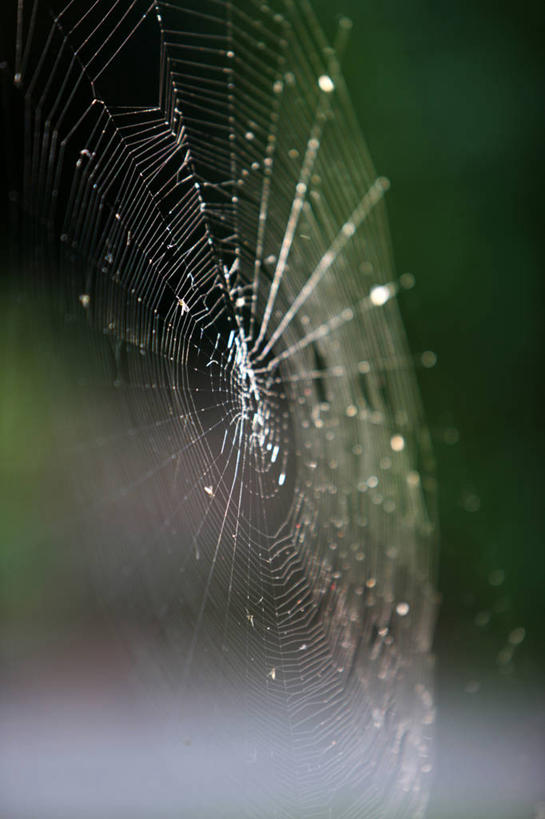 无人,竖图,室外,特写,白天,英国,蜘蛛网,首都,自然,摄影,式样,彩图