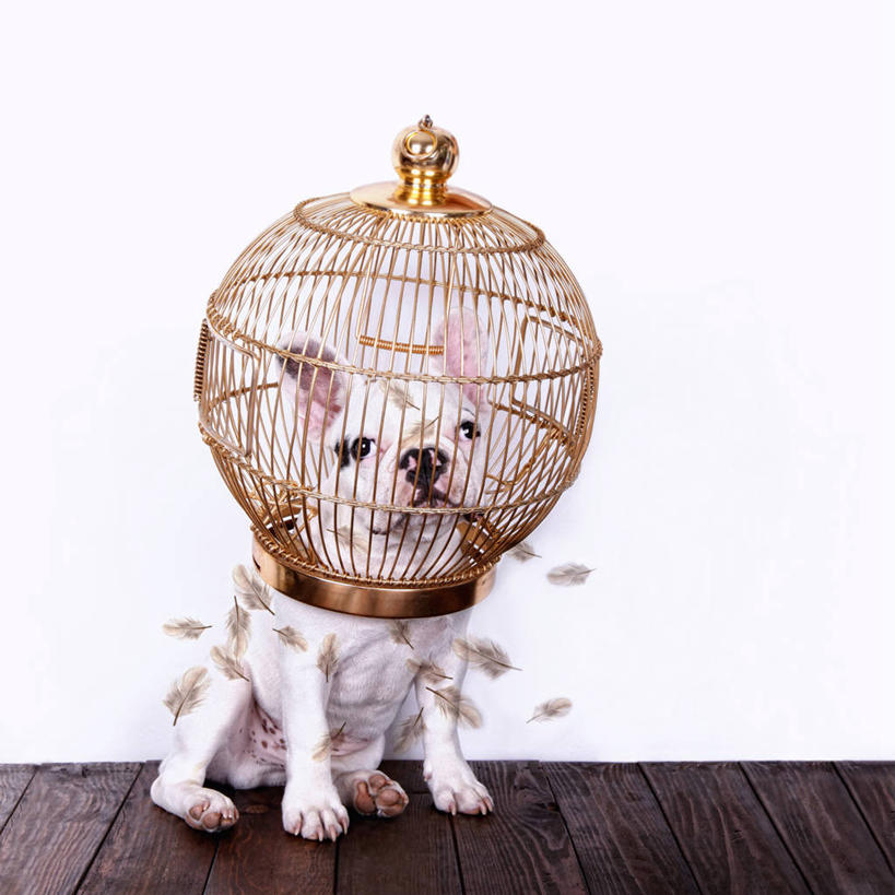 无人,坐,方图,室内,宠物,狗,西班牙,小的,木制,斗牛犬,鸟笼,小狗,动物,家畜,摄影,想法,卡斯特利翁省,彩图,法国斗牛犬