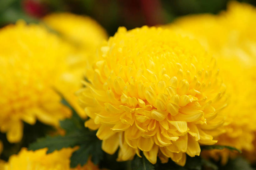 无人,横图,室外,特写,白天,新加坡,花,黄色,自然,摄影,脆弱,清新,彩图