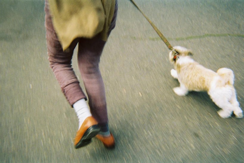 成年人,一个人,跑,横图,俯视,室外,白天,街道,宠物,狗,鞋子,美国,仅一个女性,家畜,活力,摄影,迅速,越过,狗链,彩图,高角度拍摄