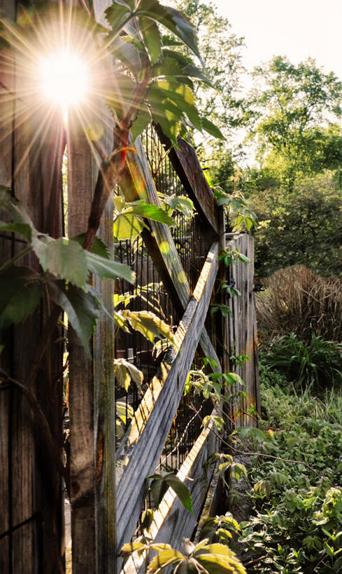 无人,竖图,室外,白天,镜头眩光,森林,太阳,日光,美国,篱笆,草,树,自然,摄影,保护,彩图