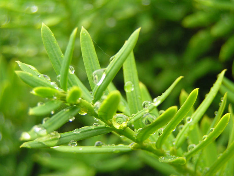 无人,横图,室外,特写,白天,美景,水,日本,景观,水滴,绿色,自然,雨滴,景色,摄影,环境,清新,自然风光,千叶,紫杉,针叶树,彩图