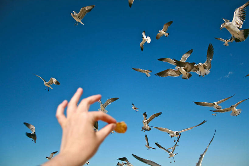 手,一个人,横图,室外,海鸥,野生动物,美国,一群,许多,鸟类,很多,半空,飞,饮食,天空,摄影,部分,关爱,新泽西,喂养,彩图,炸土豆片