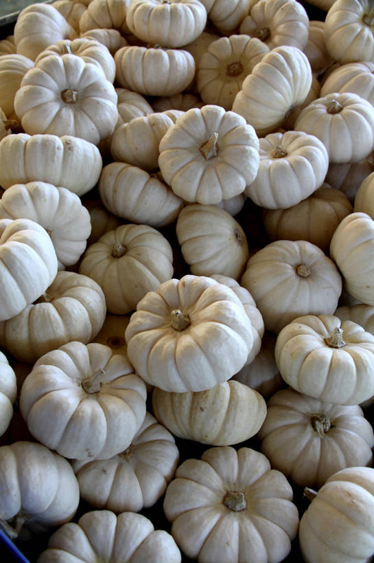 无人,竖图,室外,白天,南瓜,蔬菜,美国,许多,丰富,小的,很多,白色,摄影,清新,加利福尼亚,彩图