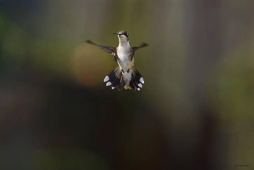 无人,横图,室外,白天,野生动物,美国,鸟类,半空,飞,摄影,拍打,密苏里,彩图