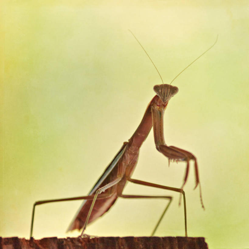 无人,方图,室外,特写,白天,野生动物,美国,昆虫,螳螂,褐色,摄影,加利福尼亚,圣何塞,彩图