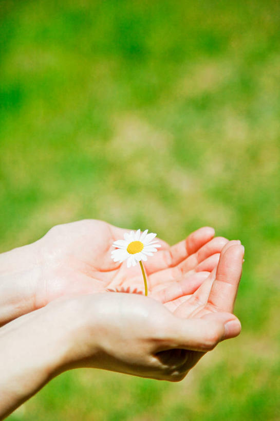 成年人,手,一个人,竖图,室外,白天,釜山,韩国,仅一个女性,盛开,花蕾,拿着,雏菊,花,花瓣,花朵,鲜花,一朵,花苞,花蕊,摄影,部分,关爱,清新,女人,捧着,彩图