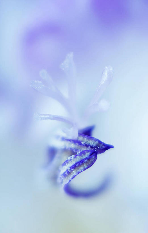 无人,竖图,室外,特写,白天,英国,盛开,花蕾,花,花瓣,花朵,鲜花,一朵,自然,花苞,花蕊,摄影,剑兰,脆弱,雄蕊,清新,赫特福德郡,彩图,哈特菲尔德