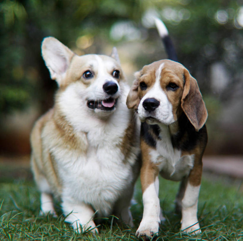 无人,横图,室外,特写,白天,宠物,狗,巴西,并排,柯基犬,威尔士柯基犬,草,动物,两只,家畜,可爱,摄影,牧羊犬,忠诚,彭布罗克柯基犬,彭布罗克威尔士柯基犬,圣保罗州,犬,彩图,小猎犬