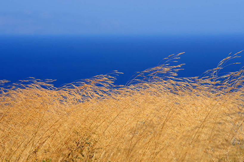 无人,横图,室外,白天,风,芦苇,希腊,草,自然,摄影,生长,万里无云,彩图