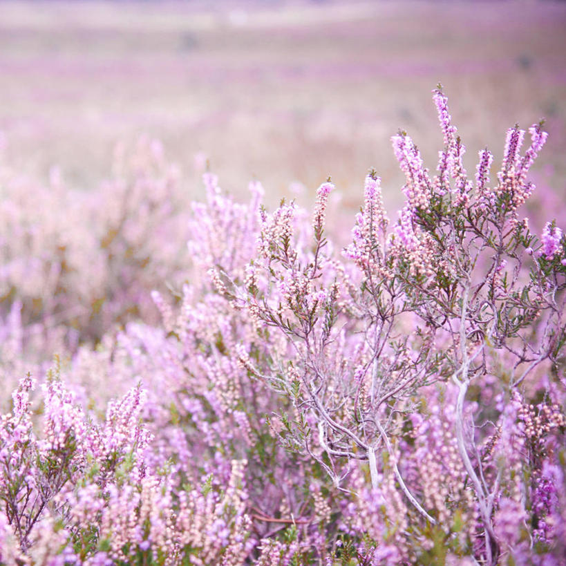无人,方图,室外,特写,白天,荷兰,地形,田地,花,粉色,摄影,生长,脆弱,清新,彩图